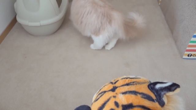 Cats Vs Tiger | Kittisaurus