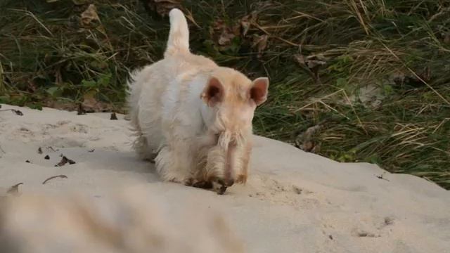 Хомячок и море. смотреть онлайн