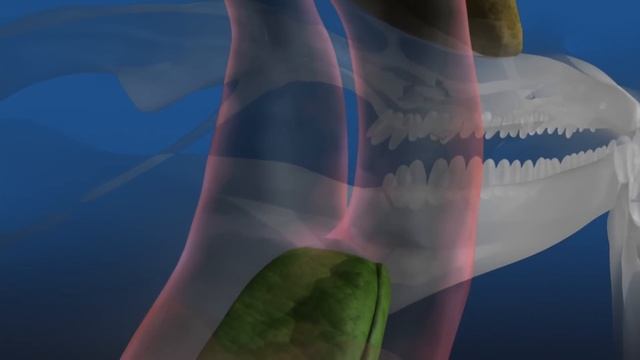 LIVING WATERS—Dolphin Echolocation