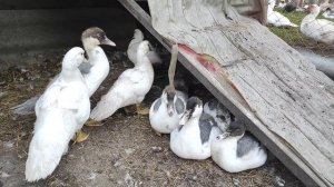 ТЯЖЁЛАЯ ЛИНИЯ МУСКУСНЫХ УТОК, НЕМЕЦКОЙ СЕЛЕКЦИИ. УТКИ НАЧАЛИ НЕСТИ ЯЙЦА. ЯЙЦЕНОСКОСТЬ УТОК.