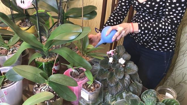 Подкормка орхидей и не только. Как я это делаю! смотреть онлайн