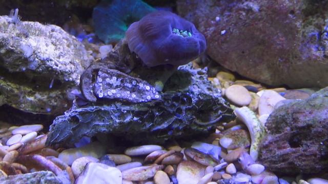 РЫБАК в аквариуме !Что это такое? смотреть онлайн