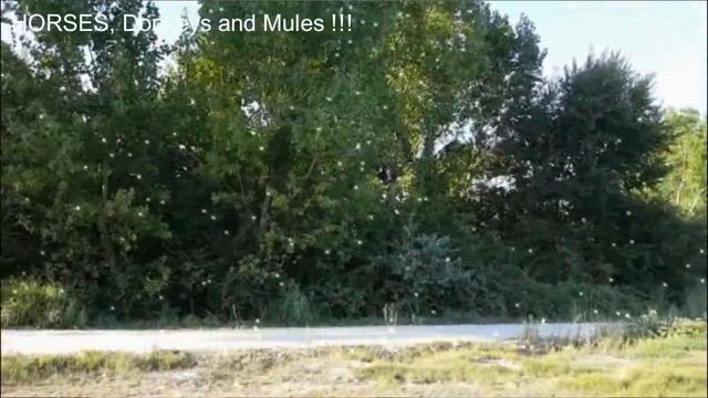 КЛИЧКИ ЛОШАДЕЙ смотреть онлайн