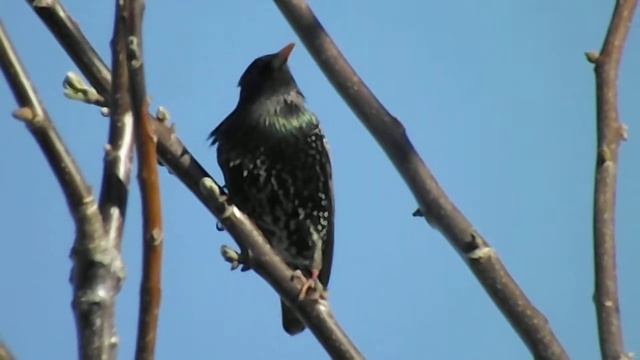 Самка скворца обыкновенного Common starling female Gewöhnliches Starweibchen ホシムクドリの女性 普通八哥女 일반적인 찌 смотреть онлайн