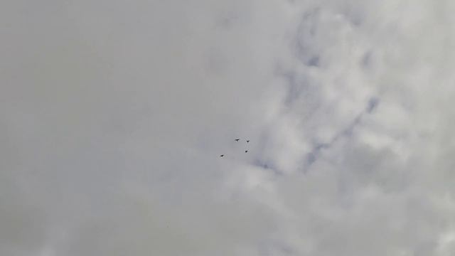 ПОЛЁТ МОЛОДЁЖЬ БОЙНЫЕ ГОЛУБИ ТУРЕЦКАЯ ТАКЛА смотреть онлайн