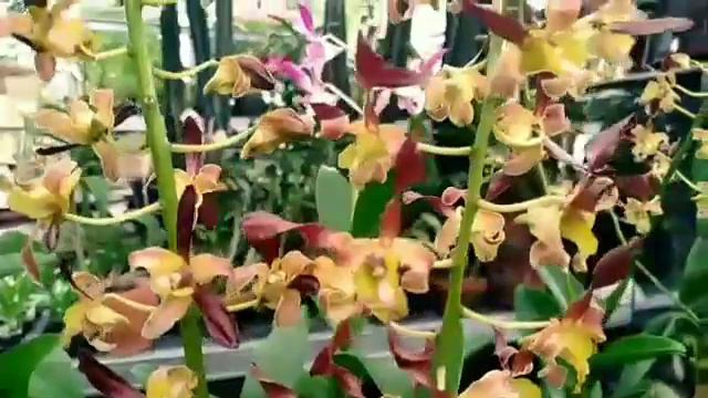 MENGENAL ANGGREK DENDROBIUM KERITING RAINBOW // TIPS MERAWAT DINDROBIUM // Ciekgu flowers смотреть онлайн
