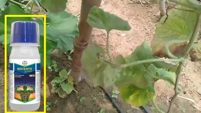Bayer movento energy। फूल आने पर कोन सा कीटनाषक डाले। best insectiside for crop। momento energy। смотреть онлайн