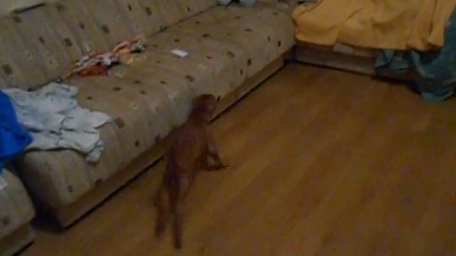 девочка пет с красной ленточкой. сегодня ей 2 месяца!! очень красивая девочка, подвижная. смотреть онлайн