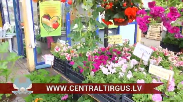 Meklējam Visskaistākās ģerānijas!