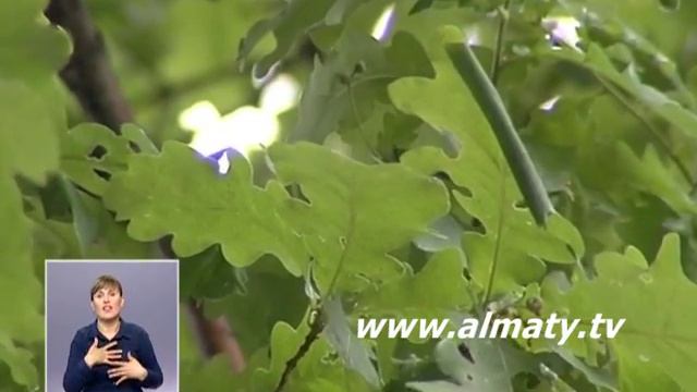 Деревья-долгожители смотреть онлайн
