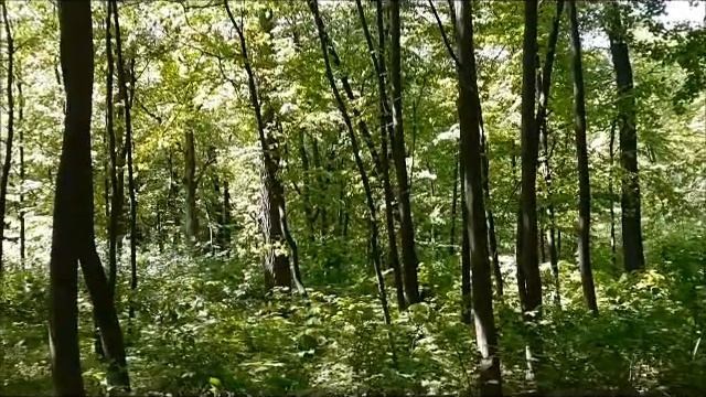 Green forest and songbirds in the May 2015,Kiev,Ukraine/Зеленый лес и певчие птицы в мае 2015 смотреть онлайн