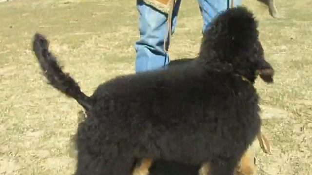 Bear Back and Tan Phantom Standard Poodle смотреть онлайн