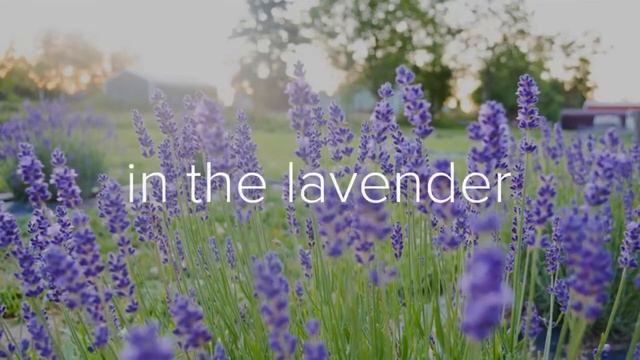 Lavender Wreath Workshop смотреть онлайн