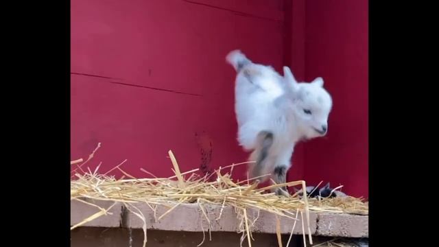 Jumpy Zoomie Baby Goats смотреть онлайн