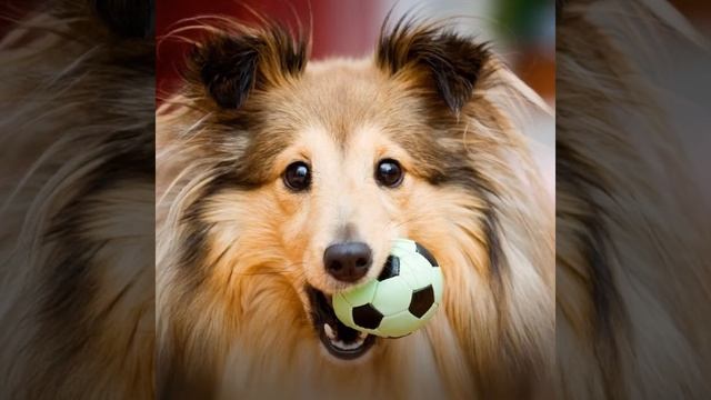 10 самых умных пород собак, которые поддаются дрессировке