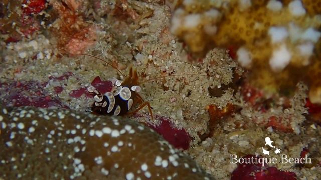12.04.23 - Raandi Reef, Manta Point & Sun Island South Beyru with Boutique Beach Dhigurah Maldives смотреть онлайн