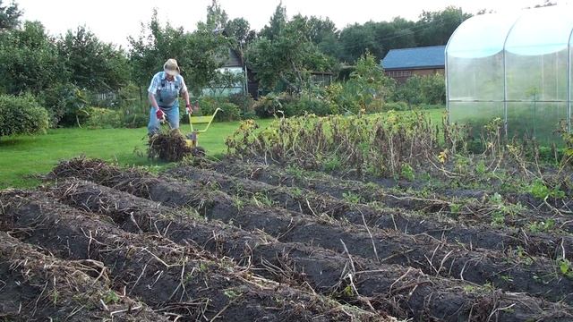 Уборка ботвы с моей картофельной клумбы 2020!!!Harvesting the tops from my potato bed !! смотреть онлайн