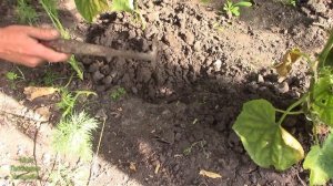 ПОЛИВ//КАК ПОЛИВАТЬ ОГУРЦЫ В ТЕПЛИЦЕ//МОЯ ЛЮБИМАЯ УСАДЬБА