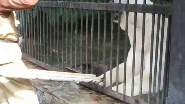 Мороженое для белого медведя в Питерском зоопарке смотреть онлайн