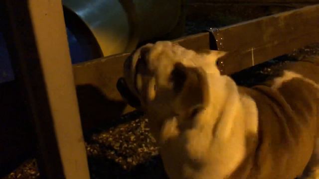 Para Israel. Жорик - реинкарнация Фредди. смотреть онлайн