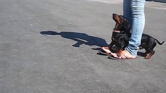 Doxie Din's Tricks! смотреть онлайн