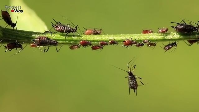 Я Не Верил, Но От Тли На Смородине Помогло Сразу, Прямо На Глазах / Топ 3 Способа Проверенных ! смотреть онлайн