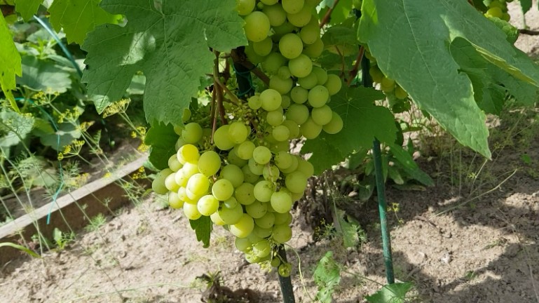 Наш виноград, выращенный на участке. ( В Удмуртии тоже тепло! ) смотреть онлайн