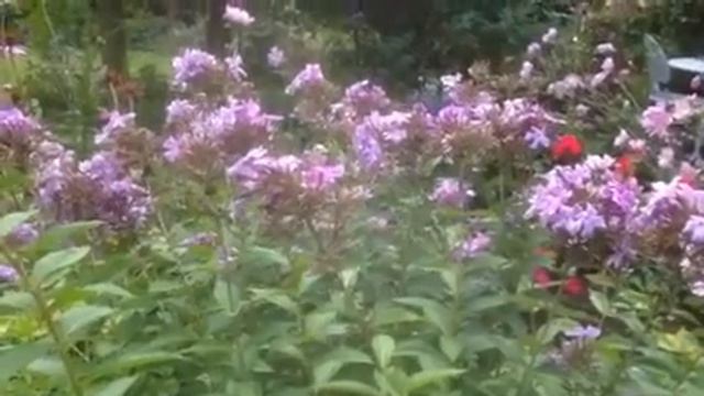 hummingbird Moth on the pink phlox. смотреть онлайн