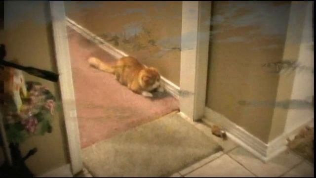 WoT "Танки повсюду": Кошки - мышки смотреть онлайн