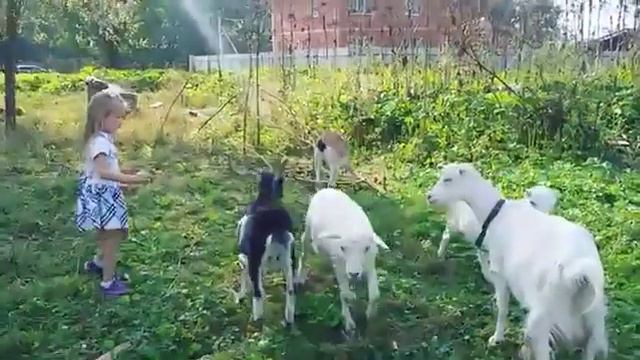 домашний зоопарк смотреть онлайн