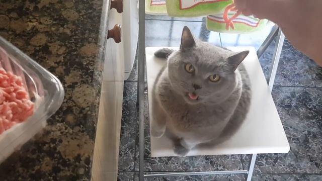 Что ест британский кот...если очень хочется, то можно? смотреть онлайн
