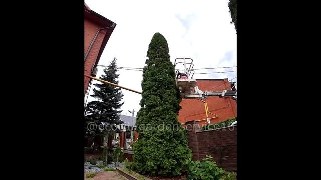 Стрижка туи 6-7 метров смотреть онлайн