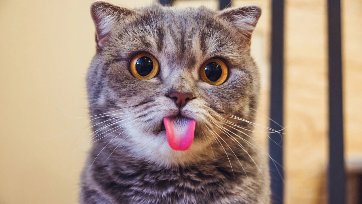 Смешные Пушистики смотреть онлайн