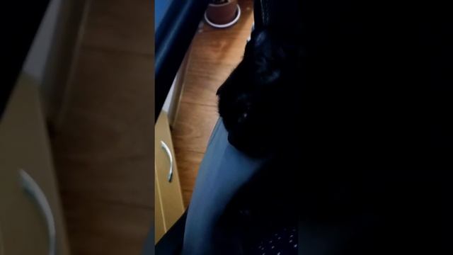 Кот чавкает во сне смотреть онлайн