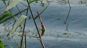 Успешная рыбалка на линя ! Новая почва для размышлений..