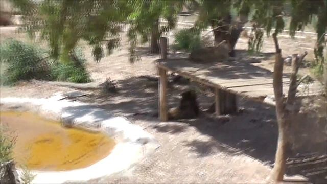 Зоопарк Фригия, Тунис, путешествие в огромный африканский ЗООПАРК ч. 8/ Friguia Zoo, Tunisia смотреть онлайн
