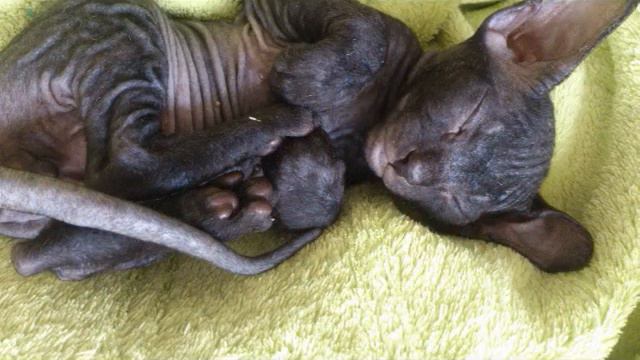 сфинкс Донской смотреть онлайн