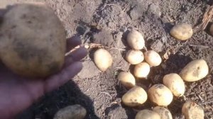 ЛУГОВСКОЙ - сорт картофеля