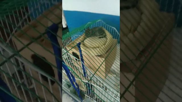 Дегу спят. смотреть онлайн