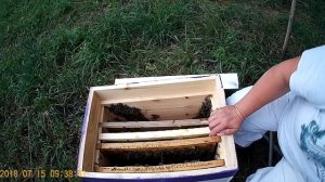 Подсадка кавказянок в отводки