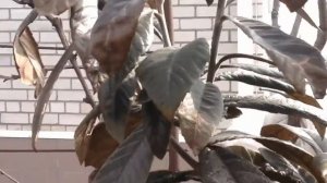 Мушмула японская в Ставропольском крае в открытом грунте