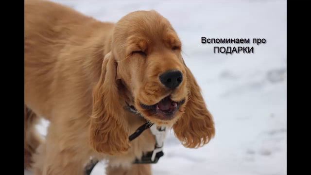 Поздравление с 8 Марта! смотреть онлайн