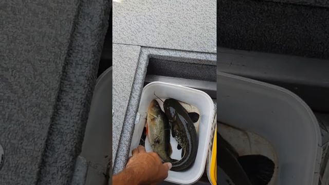 Зацеп ожил. смотреть онлайн