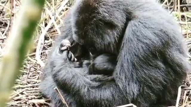 Трогательные материнские чувства не чужды гориллам..mp4 смотреть онлайн