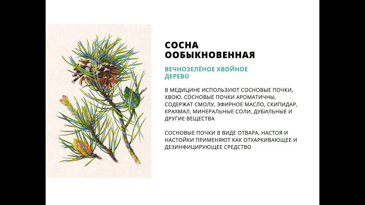 Медиа дайджест- Лекарственные растения смотреть онлайн