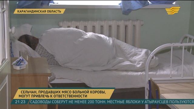В Карагандинской области могут привлечь к ответственности сельчан, продавших зараженное мясо смотреть онлайн