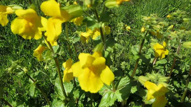 1,yellow monkey flower смотреть онлайн