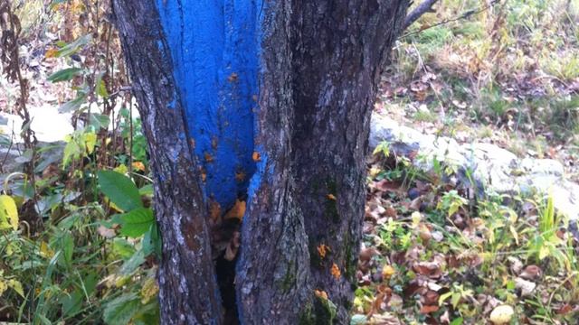 Дупла на деревьях - минусы и плюсы. TopSad. Топ сад Владимир Самородский смотреть онлайн