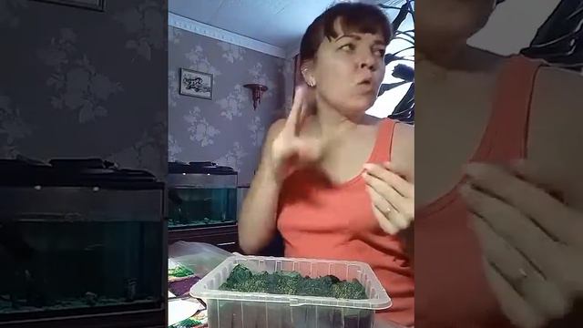 Результат рассада Лобелия