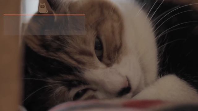 Do Cats Come Back Home If They Run Away? смотреть онлайн